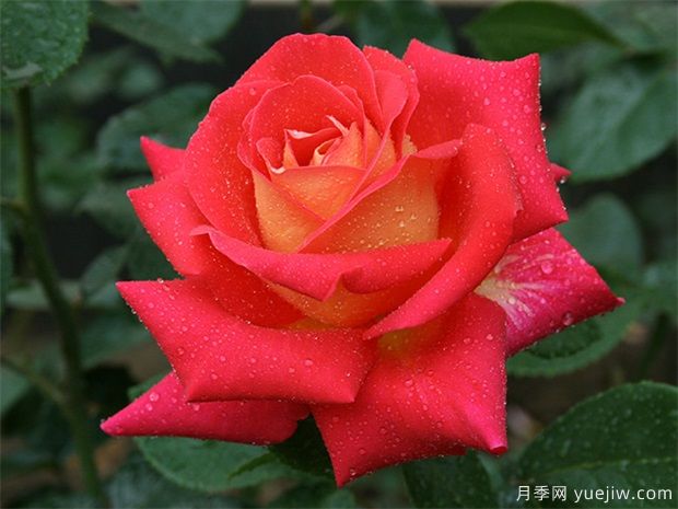 冬季買(mǎi)月季的注意事項(xiàng)及養(yǎng)護(hù)細(xì)則(圖1)