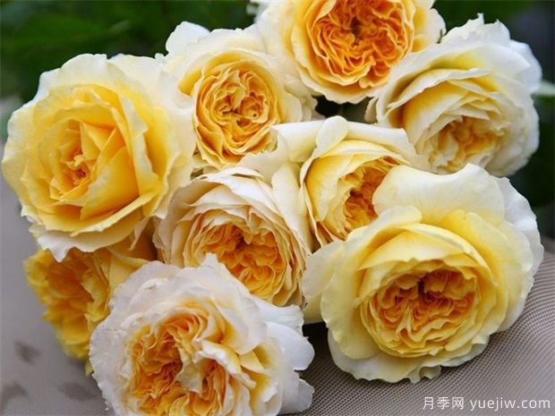 什么是月季株型？都有那幾種株型？(圖1)