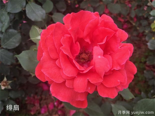 不同規(guī)格的大花月季，幾種的品種介紹(圖1)
