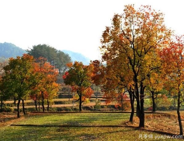 烏桕的園林應(yīng)用、分布范圍、價格和前景(圖1)