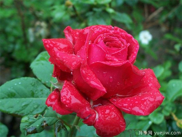 紅玫瑰的介紹，花語和栽培養(yǎng)護(圖1)