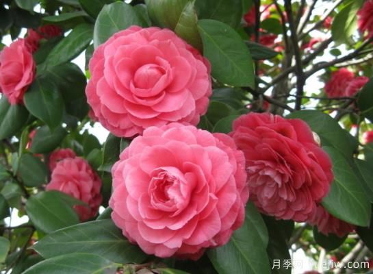 山茶花的特性，制作盆景茶花的技巧(圖1)
