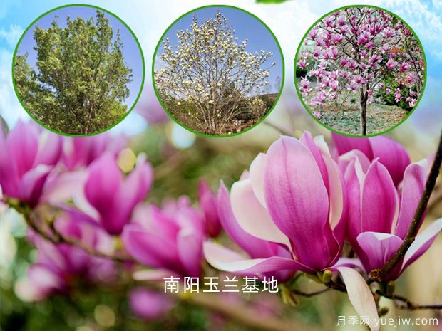 紅色的玉蘭花的花語(yǔ)是什么？(圖1)