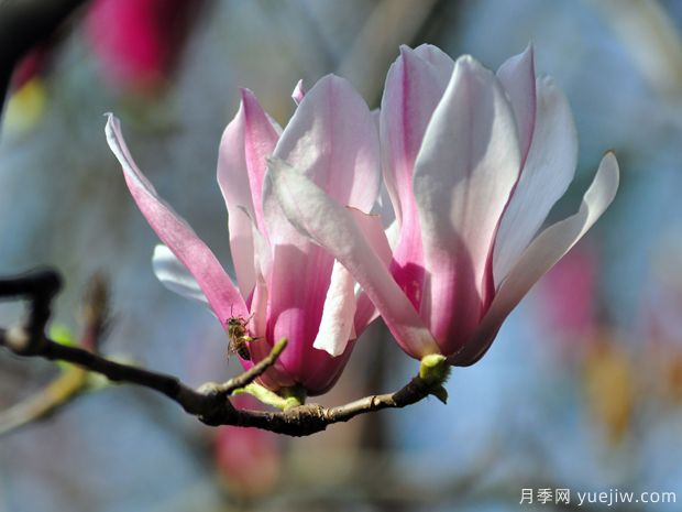 二喬玉蘭的開花時間？二喬玉蘭的養(yǎng)殖方法(圖1)