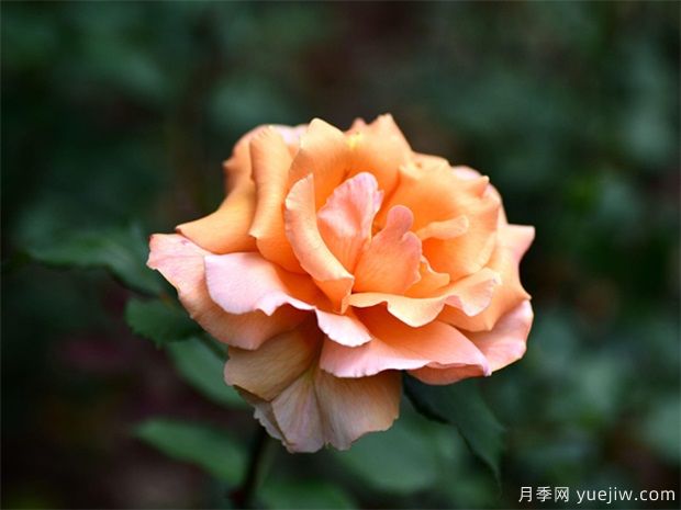 介紹一下月季花？(圖1)