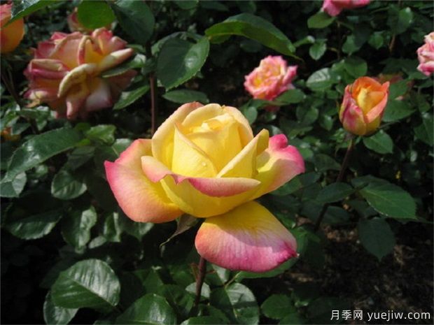 大花美人月季的特點？大花月季怎么修剪？(圖1)