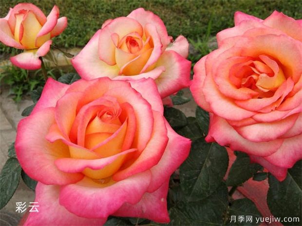 推薦50個(gè)大花濃香的熱門月季品種(圖6)