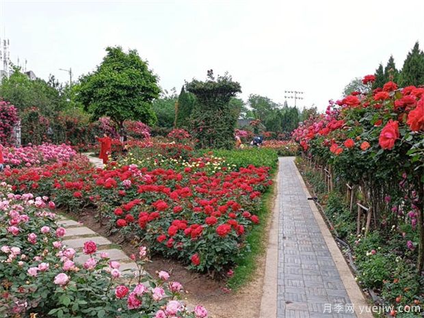國家公園建設(shè)，將帶動這些苗木的需求市場(圖1)