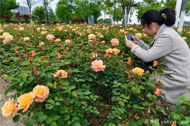 室內(nèi)養(yǎng)花，有5個(gè)技巧要掌握才能養(yǎng)的好(圖1)