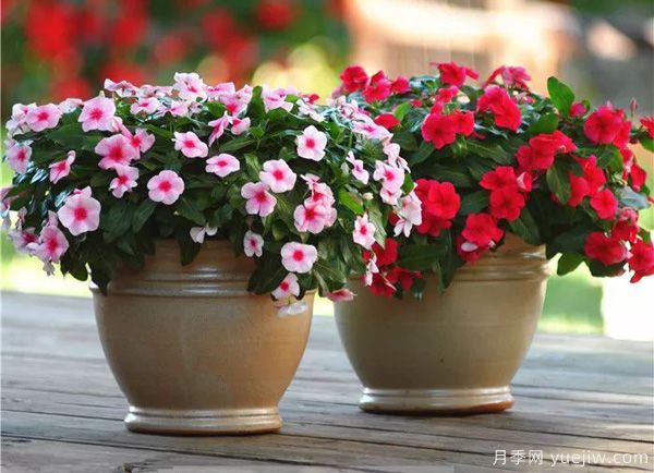 幾種讓花園充滿浪漫色彩的粉色花卉，滿足少女心(圖6)