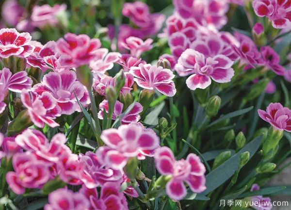 幾種讓花園充滿浪漫色彩的粉色花卉，滿足少女心(圖4)