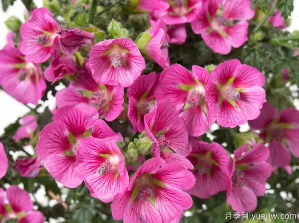 幾種讓花園充滿浪漫色彩的粉色花卉，滿足少女心(圖7)