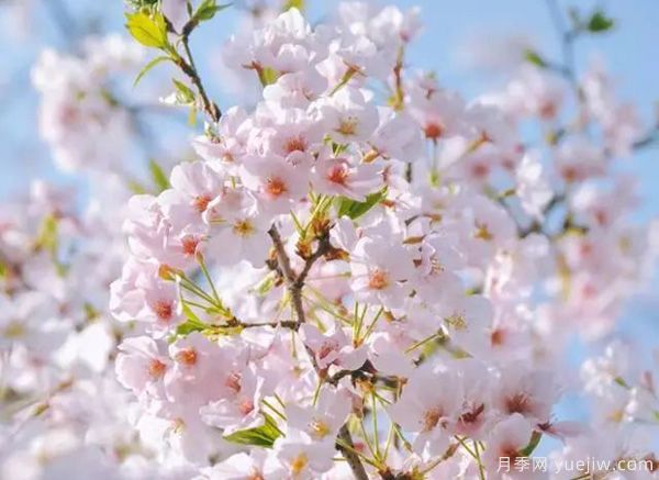 幾種讓花園充滿浪漫色彩的粉色花卉，滿足少女心(圖1)