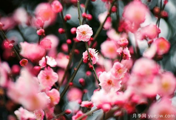 庭院適合種哪些花卉植物？冬天來(lái)了更漂亮(圖1)