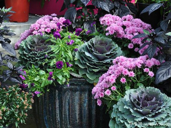 庭院適合種哪些花卉植物？冬天來(lái)了更漂亮(圖2)