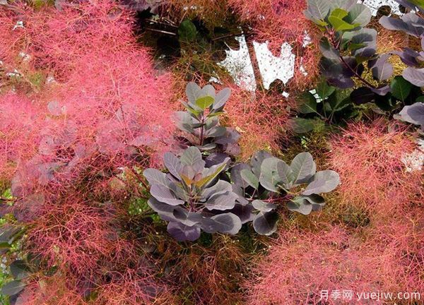 庭院適合種哪些花卉植物？冬天來(lái)了更漂亮(圖3)