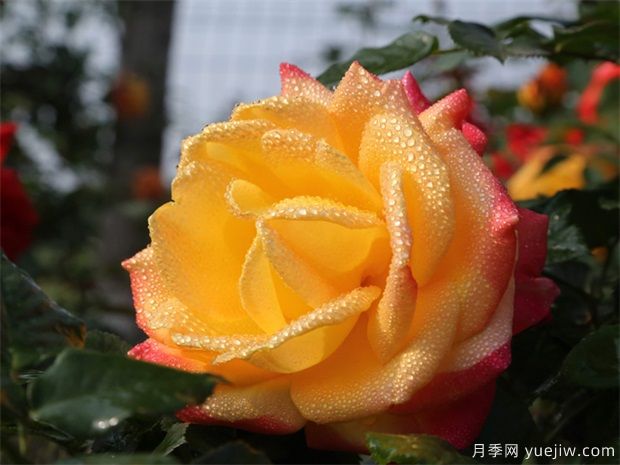 庭院適合種哪些花卉植物？冬天來(lái)了更漂亮(圖5)