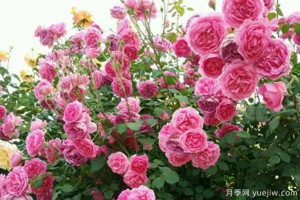 推薦3種生長(zhǎng)速度快的爬藤月季，花墻超級(jí)漂亮(圖1)