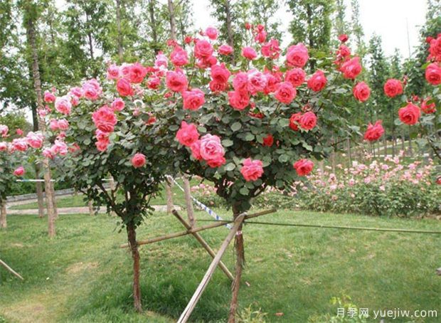 苗木如何銷售好？做好6點(diǎn)不愁客戶(圖1)
