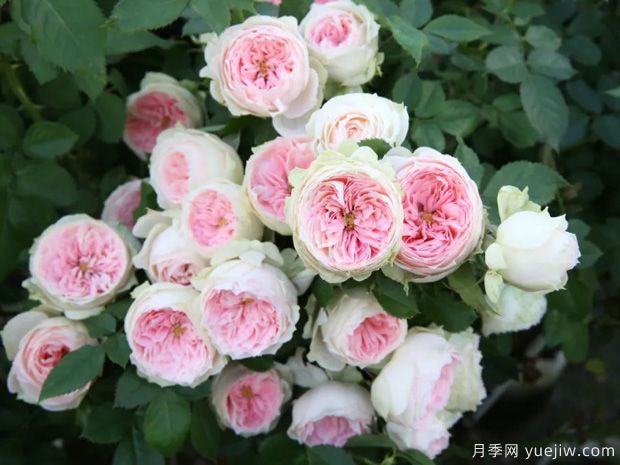 推薦14個(gè)耐雨淋的月季品種，這個(gè)秋季不怕雨(圖1)