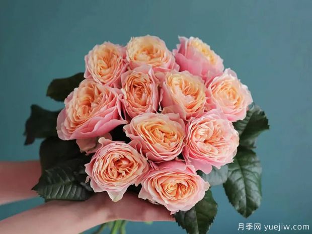 推薦14個(gè)耐雨淋的月季品種，這個(gè)秋季不怕雨(圖8)