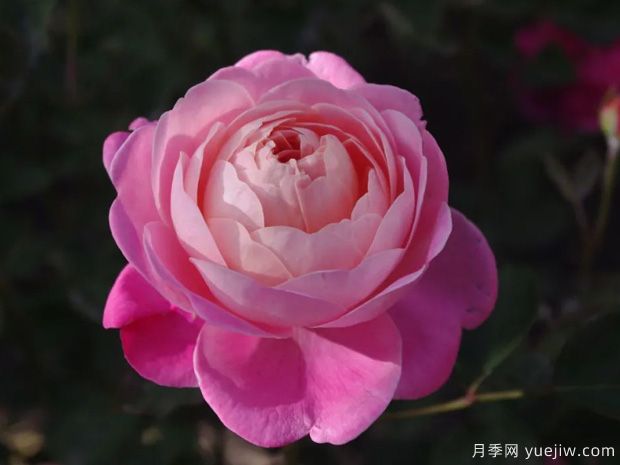 推薦14個(gè)耐雨淋的月季品種，這個(gè)秋季不怕雨(圖9)