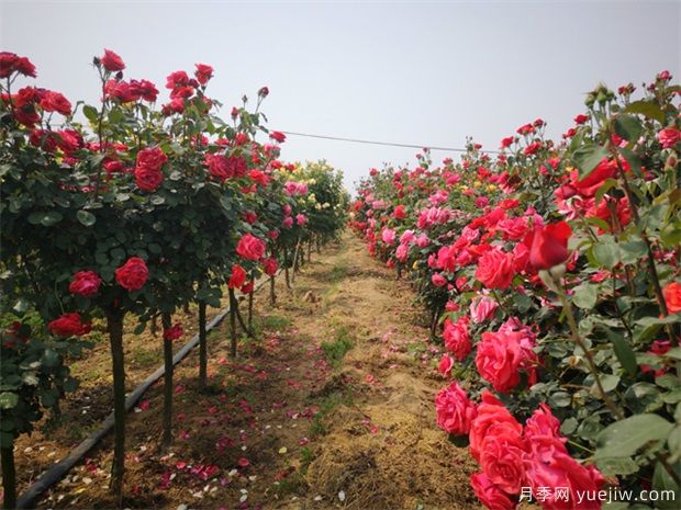 養(yǎng)花屆的新寵兒樹狀月季，月季樹如何養(yǎng)護？(圖1)