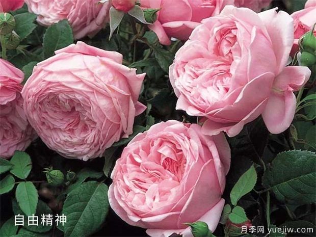 藤本月季哪個品種好？藤本月季種植小辦法(圖2)