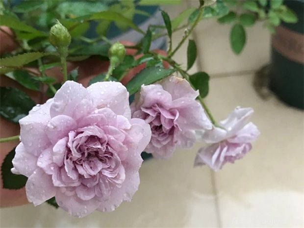 推薦5種藍色月季，網(wǎng)紅品種并且花量大花期長(圖2)