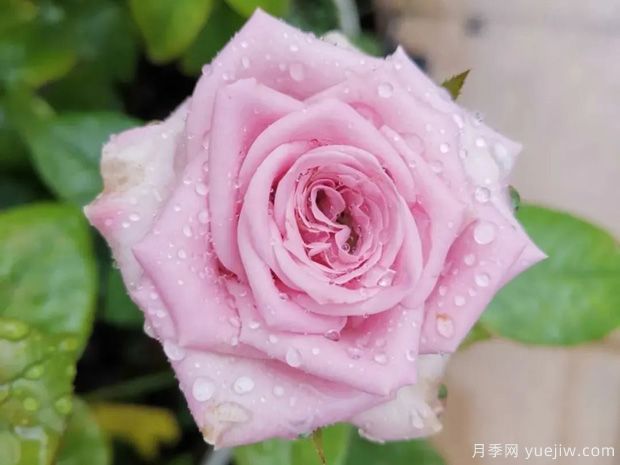 推薦5種藍色月季，網(wǎng)紅品種并且花量大花期長(圖4)