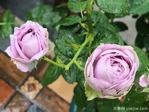 推薦5種藍色月季，網(wǎng)紅品種并且花量大花期長(圖5)