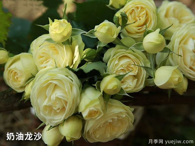 推薦十款花期***長的月季品種，賞花享四季(圖2)