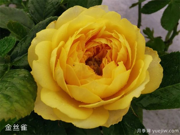 推薦十款花期***長的月季品種，賞花享四季(圖1)