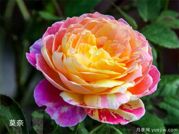 推薦十款花期***長的月季品種，賞花享四季(圖3)