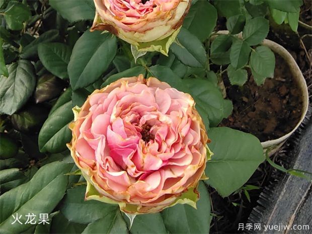 推薦十款花期***長的月季品種，賞花享四季(圖7)