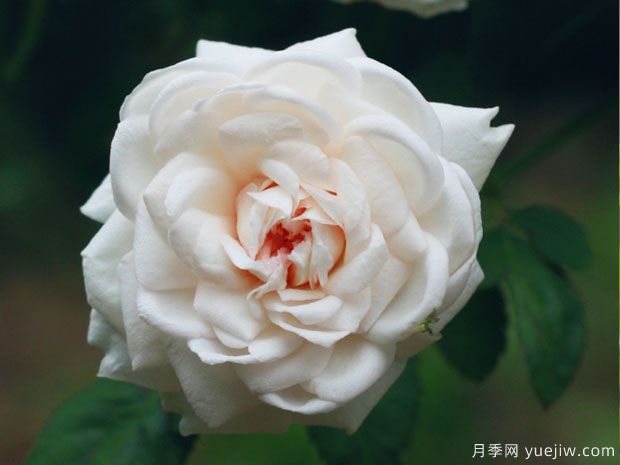 推薦十款花期***長的月季品種，賞花享四季(圖9)