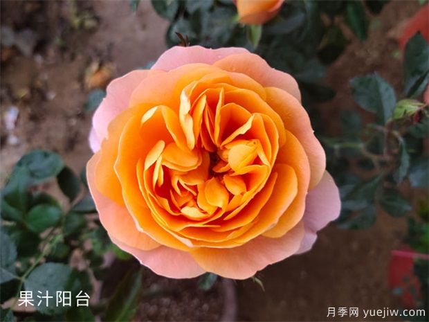 推薦十款花期***長的月季品種，賞花享四季(圖10)