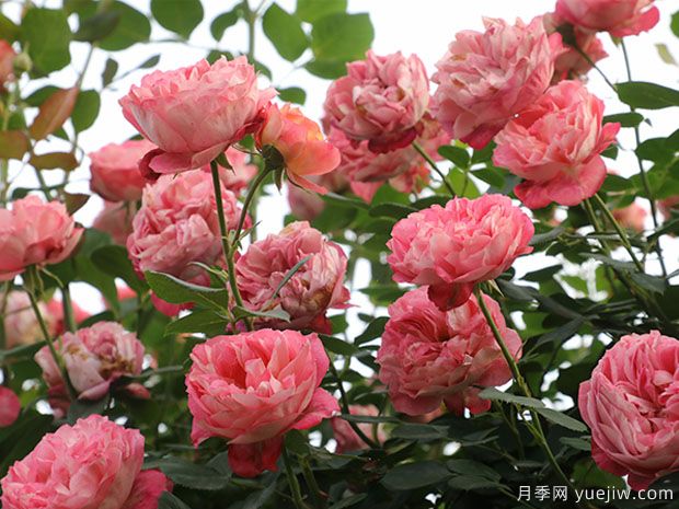 推薦2個藤本月季，粗放管理四季開花不斷(圖1)