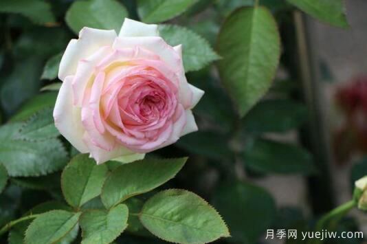 通過4點做好月季花期護(hù)理，你的月季花才能越開越好(圖1)