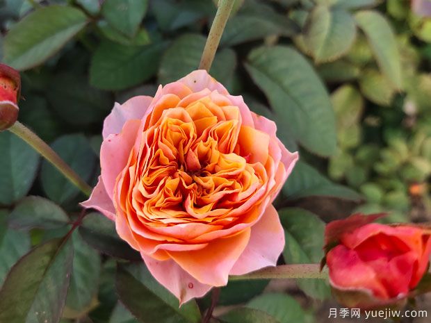 推薦10款經(jīng)典月季品種，新手花友種了不會后悔(圖6)