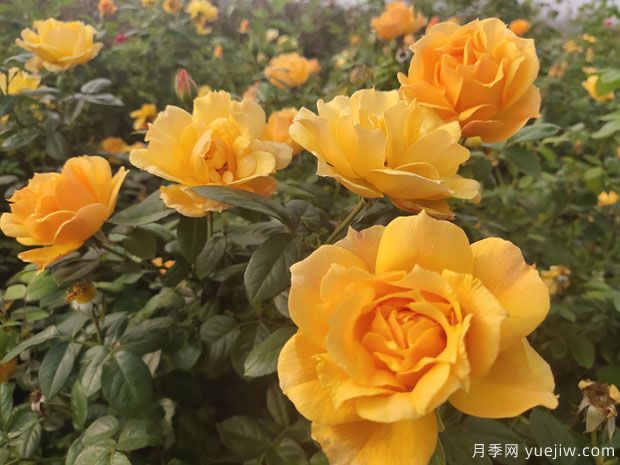 推薦8款豐花月季品種介紹，花滿枝頭，園林應(yīng)用花量多(圖4)