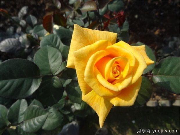 黃玫瑰代表什么意思？黃玫瑰寓意？黃玫瑰的花(圖1)
