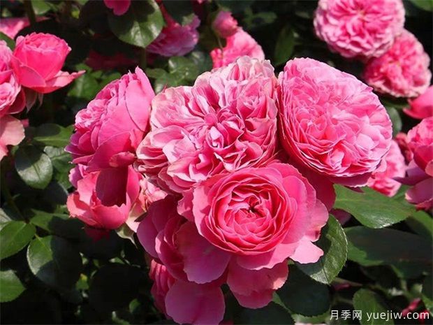 玫粉色的月季品種有哪些？花友必備的10個(gè)月季(圖2)