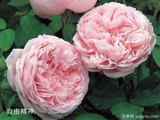 玫粉色的月季品種有哪些？花友必備的10個(gè)月季(圖1)