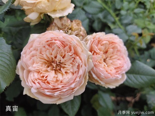 玫粉色的月季品種有哪些？花友必備的10個(gè)月季(圖4)