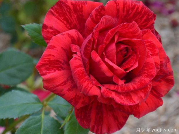 月季花苗在夏天怎么養(yǎng)護(hù)？(圖1)