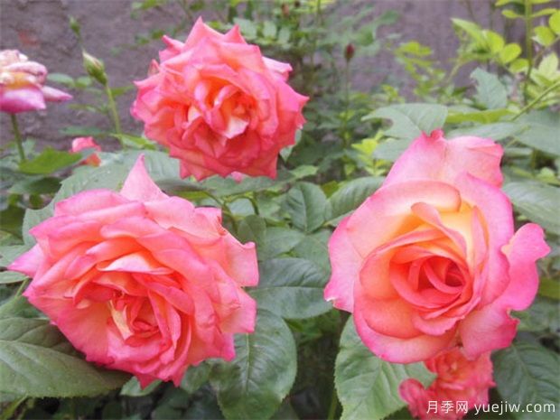 月季花苗養(yǎng)多久可以開(kāi)花？月季花苗養(yǎng)植方法(圖2)
