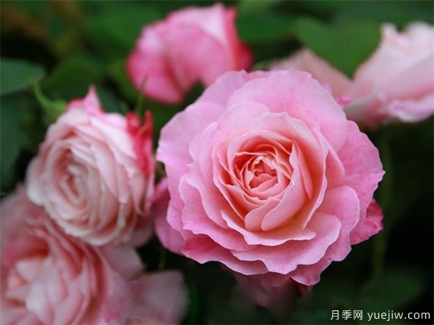 室內(nèi)能種植好月季花嗎？做好這四點(diǎn)，植株旺開(kāi)花多(圖1)