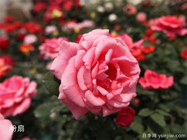 室內(nèi)能種植好月季花嗎？做好這四點(diǎn)，植株旺開(kāi)花多(圖2)