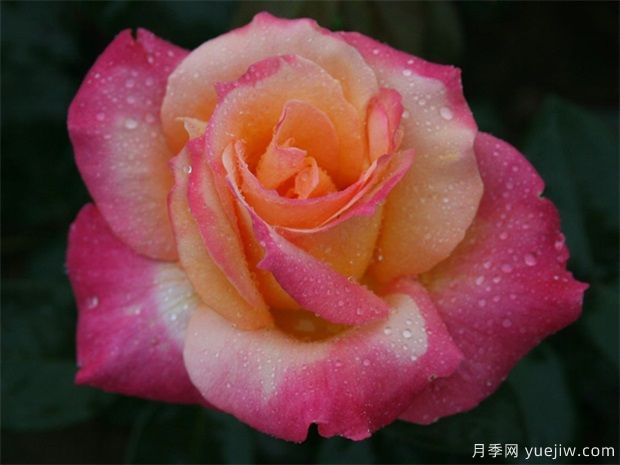 室內(nèi)能種植好月季花嗎？做好這四點(diǎn)，植株旺開(kāi)花多(圖3)